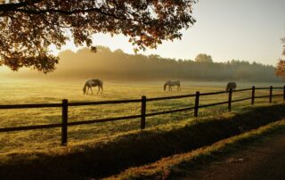 featured-image-1748976207 | Hot Party Stripper Horses grazing in the morning mist.